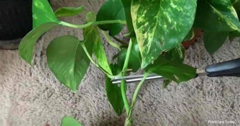 How To Propagate Pothos Plants Grow Pothos From Cuttings