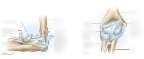 Elbow Joint Diagram Quizlet