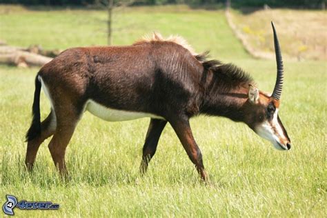 Sable Antelope