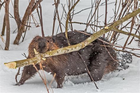 Beaver Food Photograph by Steve Dunsford