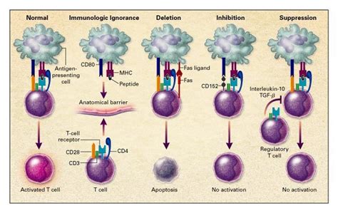 Tolerance And Autoimmunity NEJM