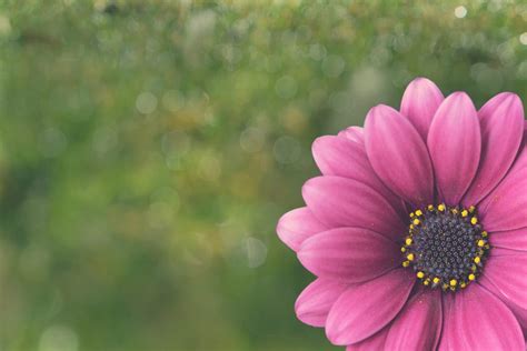 Wallpaper Nature Grass Green Yellow Nikon Blossom Bokeh Spring