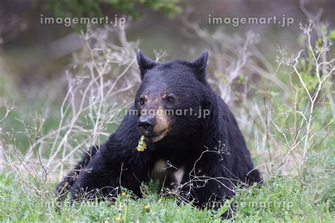 American Black Bear Ursus Americanus Jasper National Park Kanada