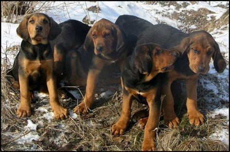 Polish Hound / Ogar Polski #Dogs #hunting | Dog breeds, Coonhound, Hound dog