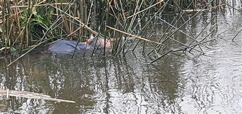 Hallan El Cuerpo Sin Vida De Un Hombre En La Costa De Berazategui