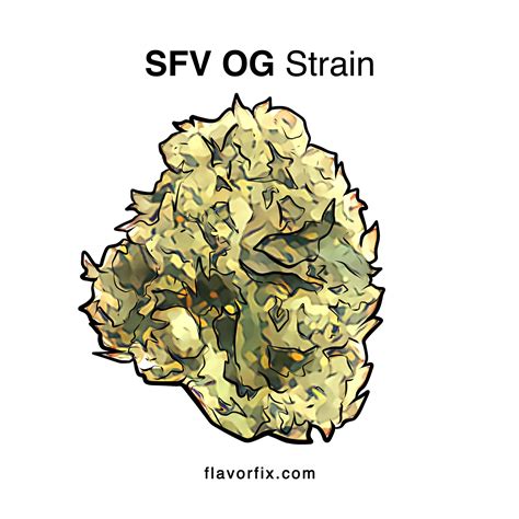 SFV OG Strain Cannabis Strains Info Flavor Fix