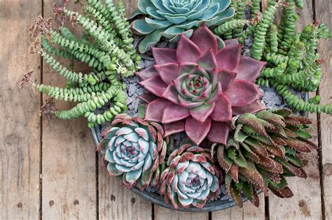 Types Of Succulents To Grow Gardens Illustrated