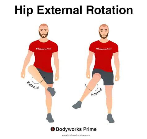 Gluteus Maximus Muscle Anatomy Bodyworks Prime