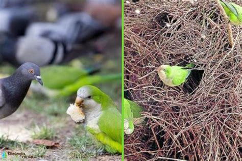 Especies invasoras qué son ejemplos y consecuencias Resumen