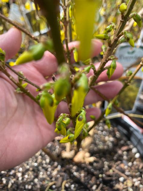 3 Forsythia Cuttings for Propagation - Etsy