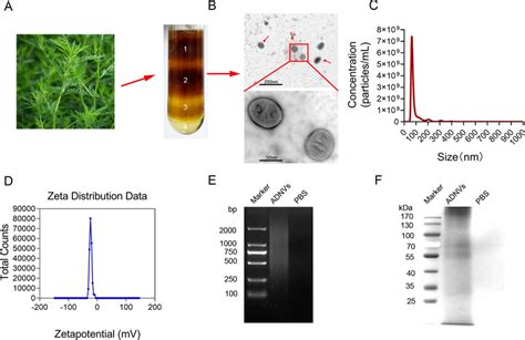 Purification And Characterization Of Adnvs A Adnvs Were Isolated And