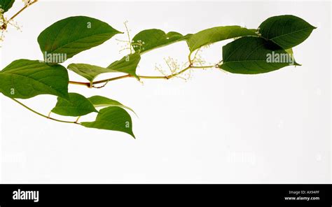 Japanese Knotweed Flowers Hi Res Stock Photography And Images Alamy