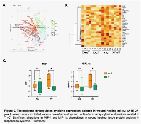 Psrc Temporal Progression Of Sex Hormone Mediated Immune Shifts And