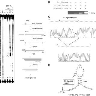 Determination Of An 11G Single Stranded Loop Structure In The Human