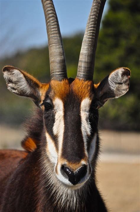 Sable Antelope Sable Antelope Antelope Animal Wild Creatures