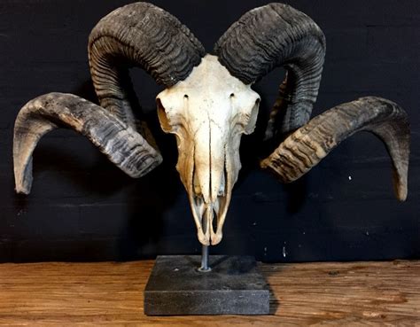 Unique Heavy Skull Of A Ram And Hard Stone Sokkelhet Is A Skull Of An