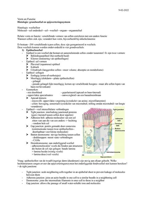 HC 3College Aantekeningen Van HCs 2 En 3 Histologie Van Het