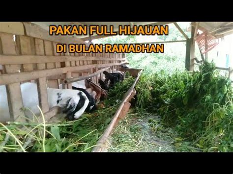 Ekor Full Hijauan Bulan Ramadhan Jangan Sampai Kambing Kita Ikut