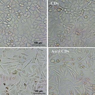 Morphological Changes In HeLa Cells After Treatment With The