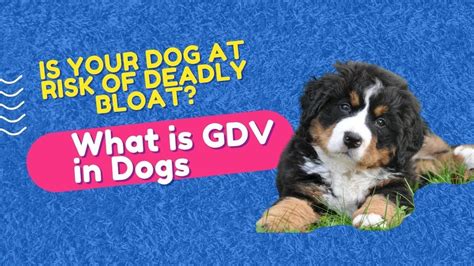 What Is Gdv In Dogs 🐶 Dog Youtube