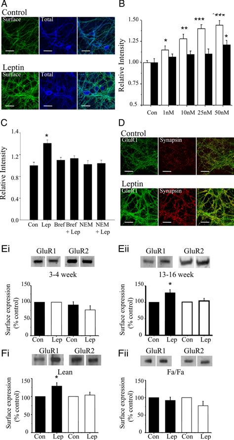 Leptin Increases The Surface Expression Of AMPA Receptors A