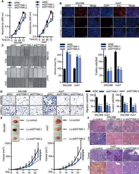 Frontiers MiR 148b 3p Regulates The Expression Of DTYMK To Drive