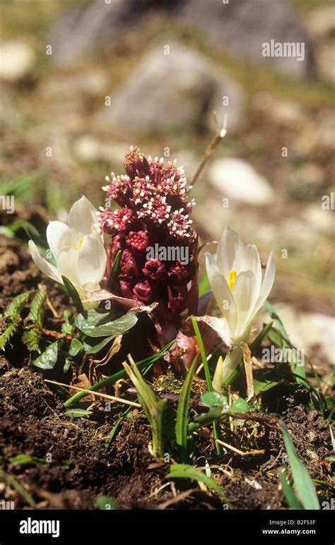 Common Houseleek Sempervivum Tectorum Stock Photo Alamy