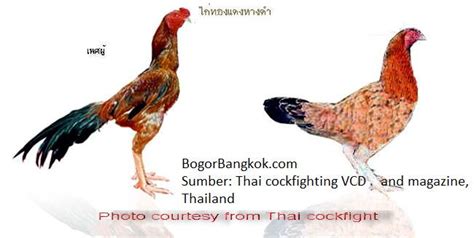 Gambar ayam ayam jago bangkok dan ayam betina terbaik di thailand ...