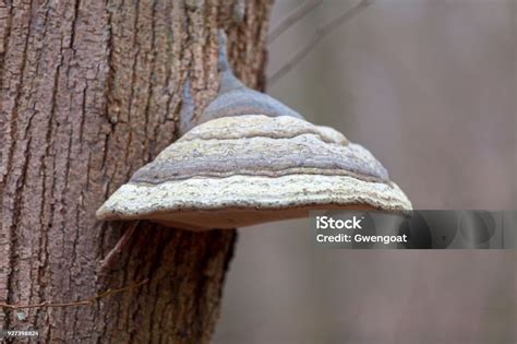 Closeup On An Inonotus Obliquus Stock Photo Download Image Now