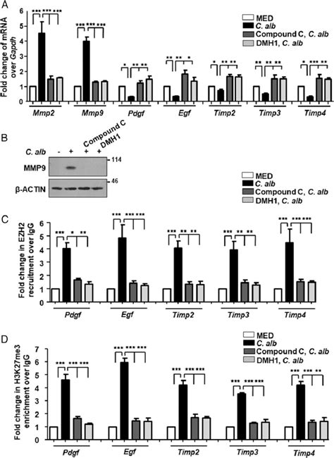 BMP Signaling And EZH2 Regulate The Expression Of Genes Required For