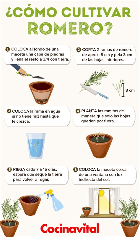 Cómo cultivar romero en macetas para decorar tu cocina Jardineria y