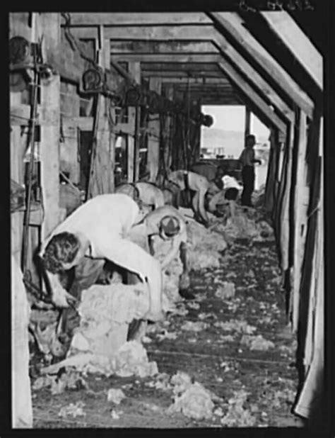 13 Vintage Pictures Of Sheep Shearing Modern Farmer