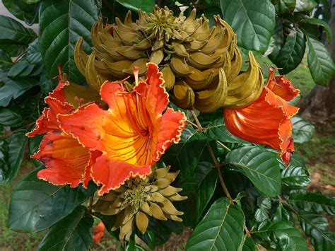 Download A Beautiful And Majestic Tulip Tree In Its Full Bloom