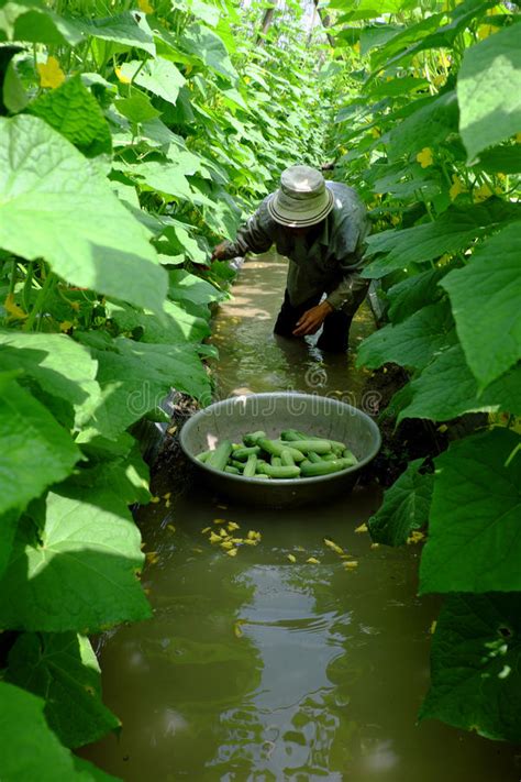 Vietnamese Farmer Harvest Vietnam Onion Farm Editorial Photo Image Of