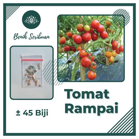 Jual Biji Benih Tomat Ceri Rampai Lebat Kecil Sebesar Kelereng