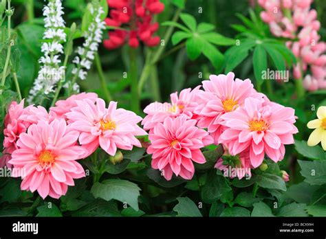 Dahlias Blossom Hi Res Stock Photography And Images Alamy