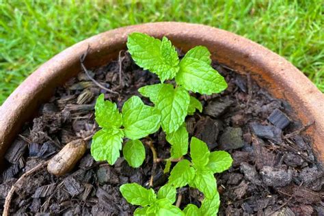 Exactly How To Plant Peppermint Seeds [full Guide]