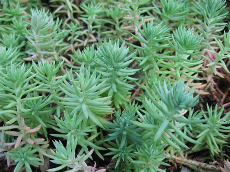 Blue Sedum Ground Cover