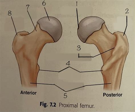 Chapter 7 Femur And Pelvic Girdle Unit Exam Flashcards Quizlet