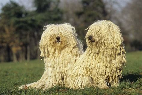 Perros Grandes De Pelo Corto Caracter Sticas Y Cuidados