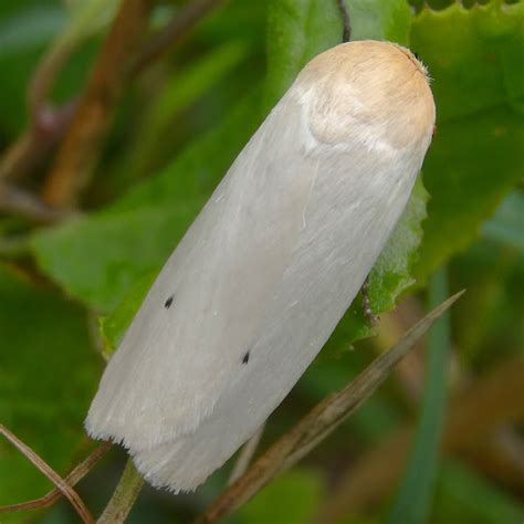 Wattle Stem Borer Project Noah