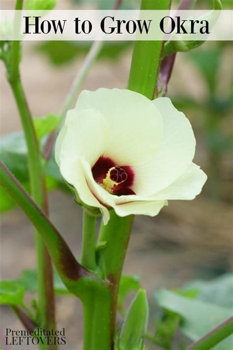 How To Grow Okra How To Plant Care For Harvest And Store Okra