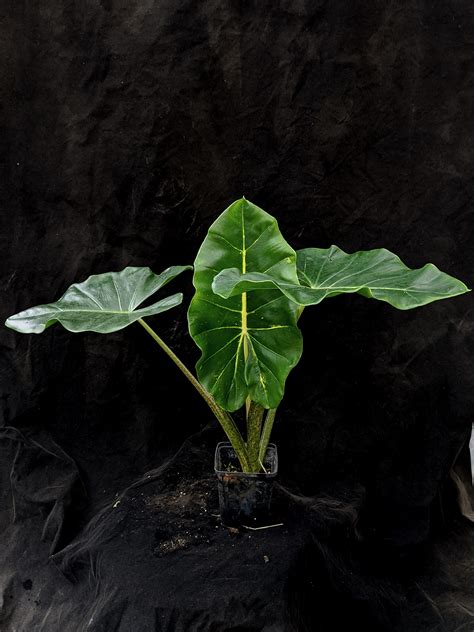 Alocasia New Guinea Gold Furniture Home Living Gardening Plants