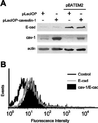 Coexpression Of E Cadherin And Caveolin 1 In HT29 US Cells HT29 US