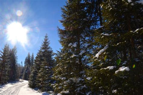 Free Images Tree Nature Wilderness Branch Snow Winter Sunlight