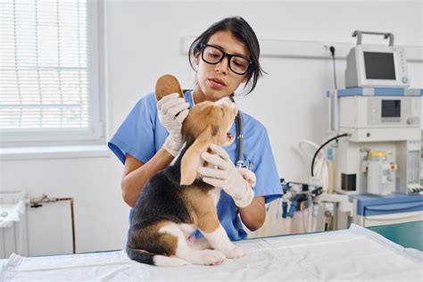 Mycoses du chien symptômes traitement et prévention