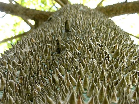 MayaCosmos Ceiba Pentandra El Arbol Sagrado De Los Mayas