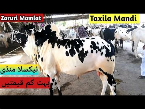 Taxila Mandi VIP Fatehjang Desi Bulls Latest Update 9 June 2023 Cow