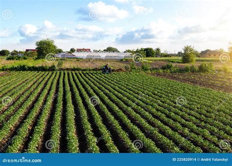 Uma Bela Visão Da Paisagem Rural Dos Campos De Batata Do Sul Da Ucrânia