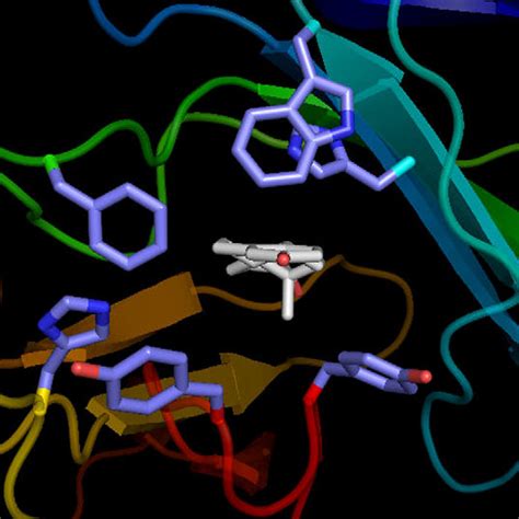 Model Structure Of The Estradiol Binding Site Of 7A3 Fab With The